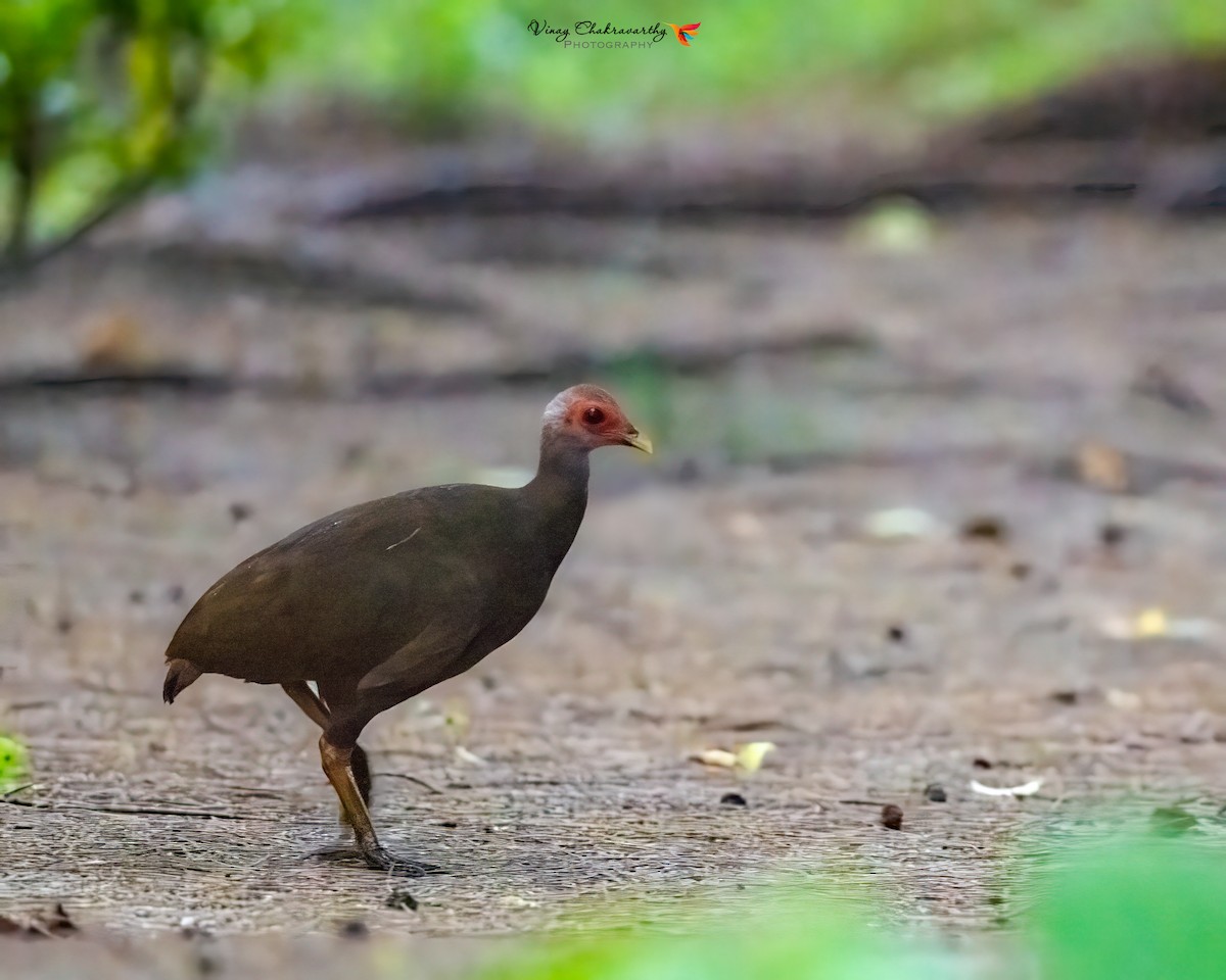 Nicobar Megapode - ML644903132