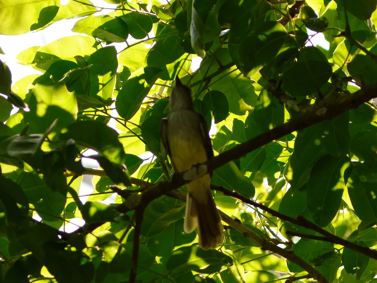 Stolid Flycatcher - ML644903143