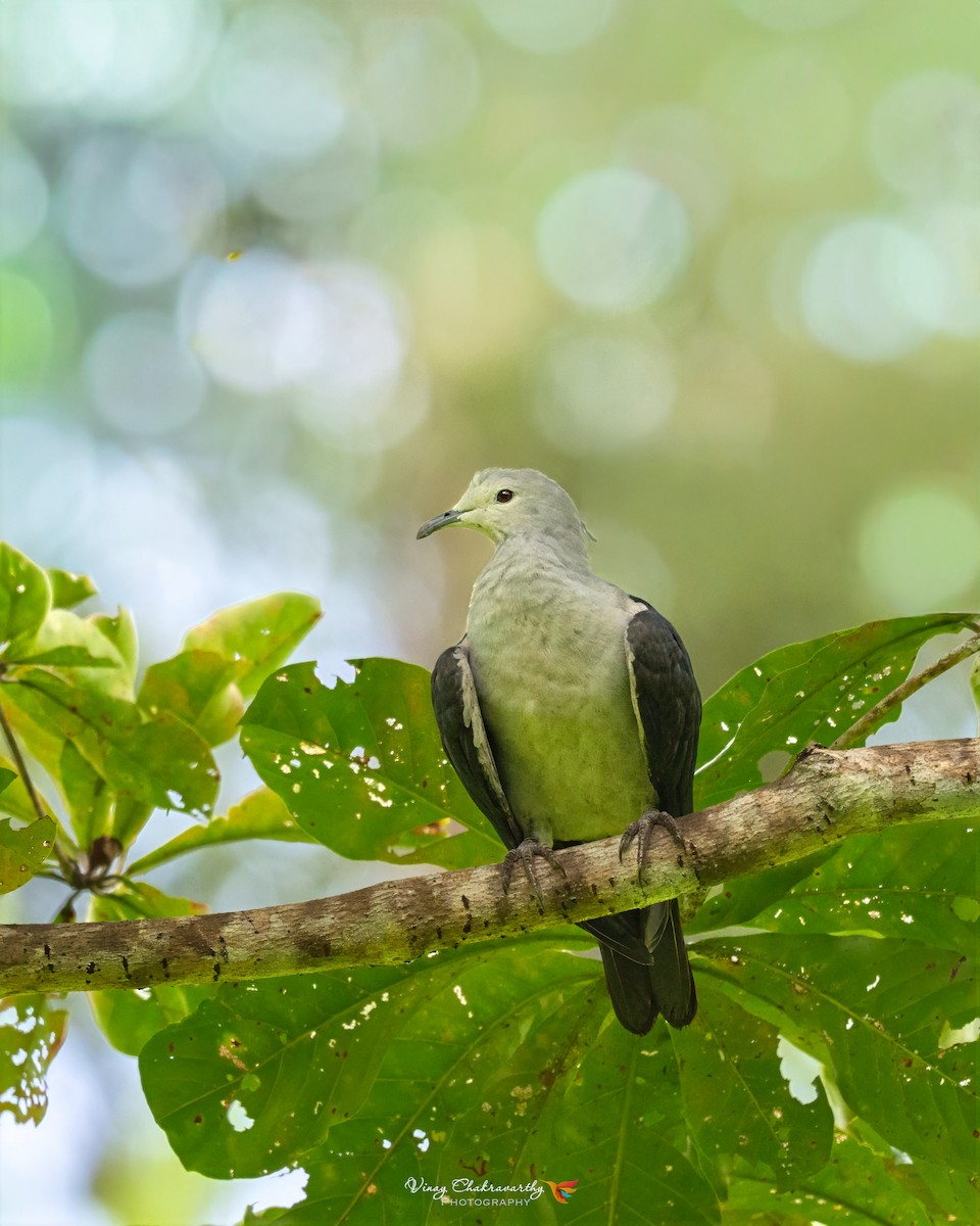 Nicobar Imperial-Pigeon - ML644903147