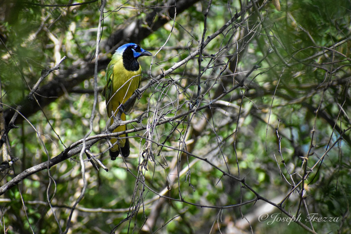 sojka zelenavá - ML644903150