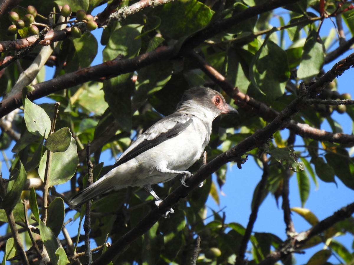 Masked Tityra - ML644903151