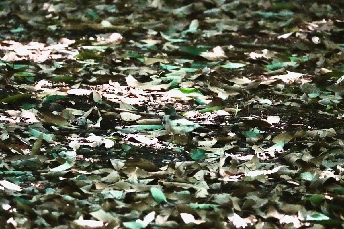 Japanese Wagtail - ML644903157