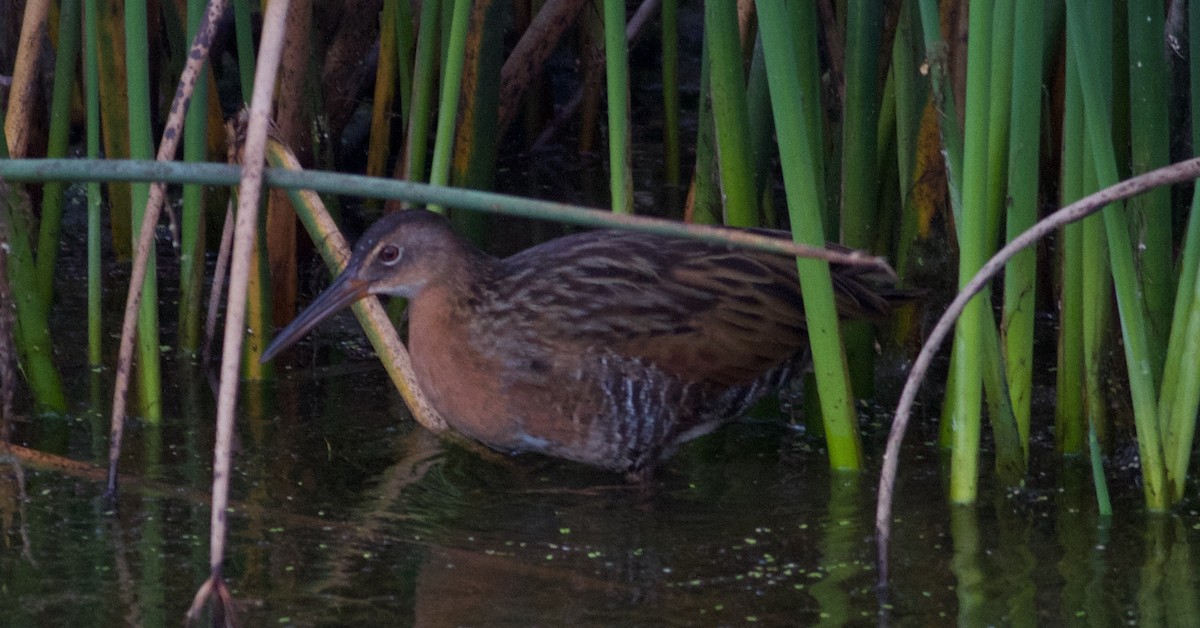 King Rail - ML644903170