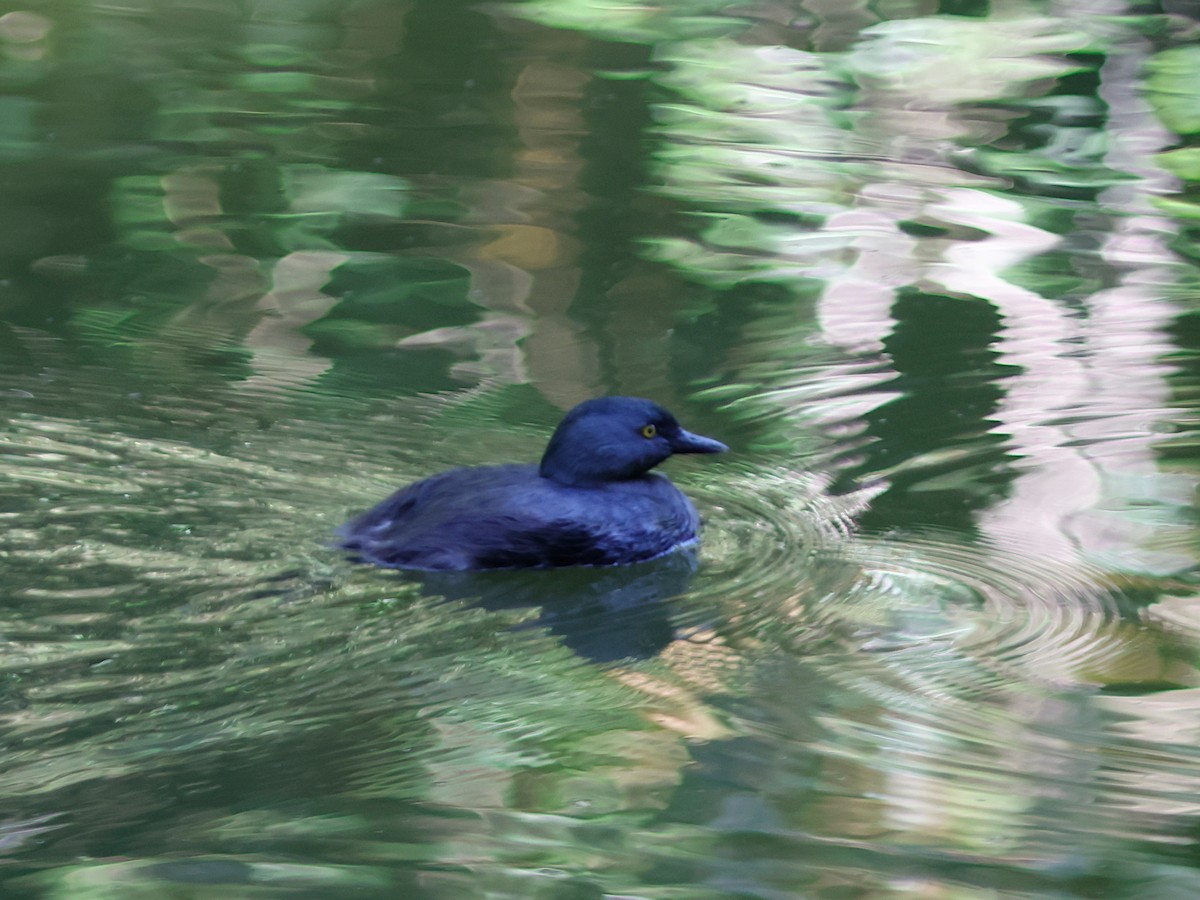 Least Grebe - ML644903190