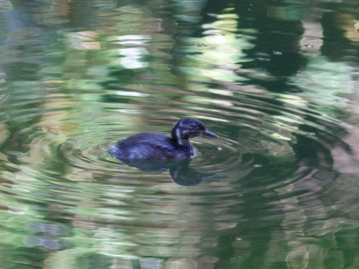 Least Grebe - ML644903191