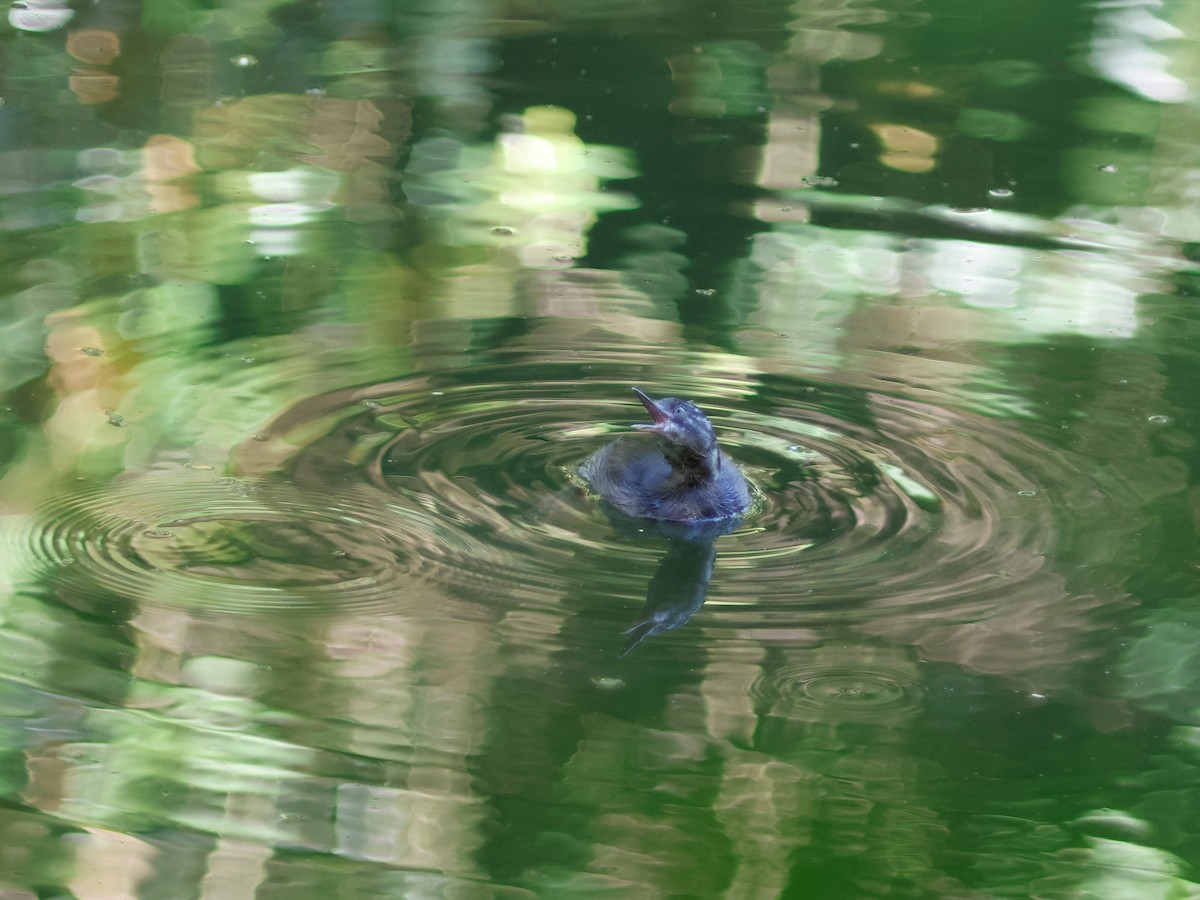 Least Grebe - ML644903192