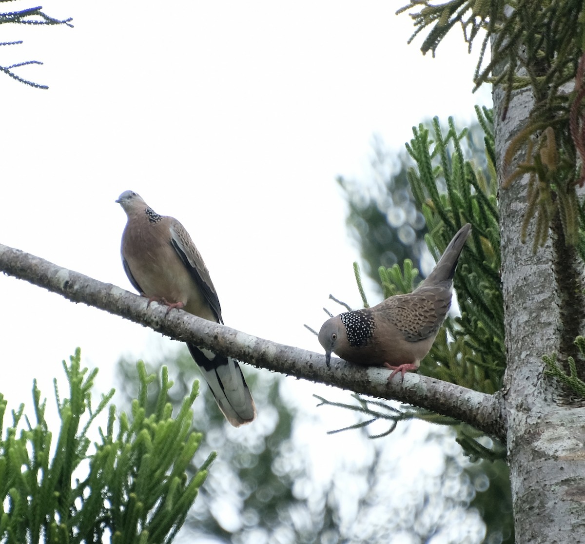 hrdlička kropenatá - ML644903194