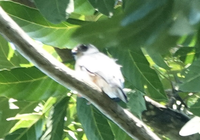 Spot-tailed Goshawk - ML644903209
