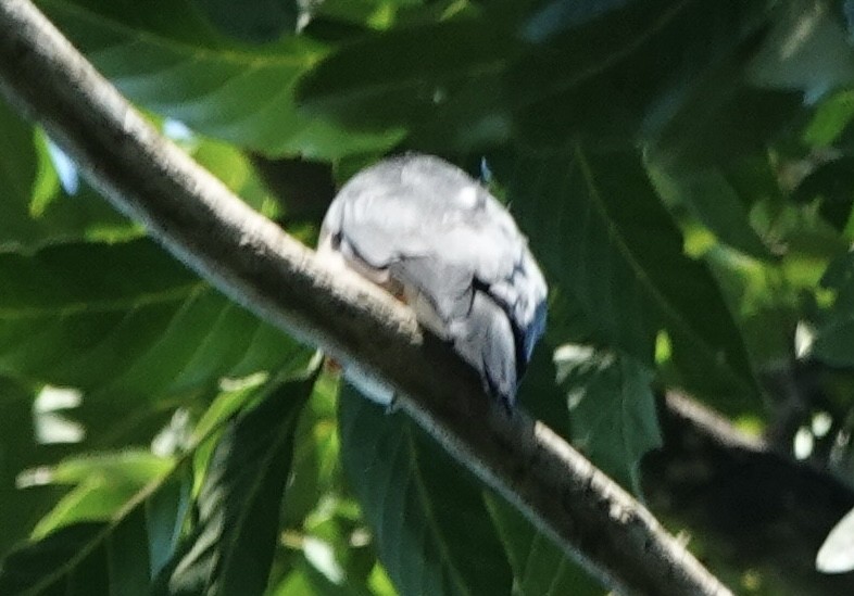 Spot-tailed Goshawk - ML644903210