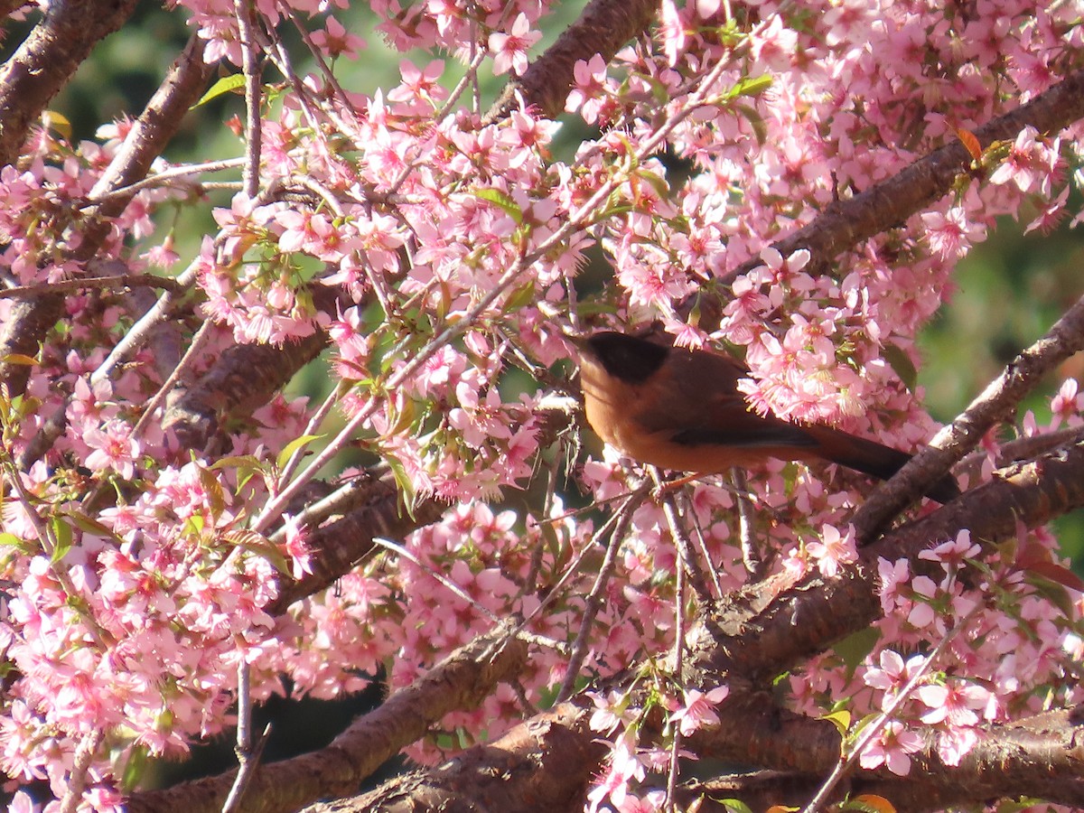 Rufous Sibia - ML644903240