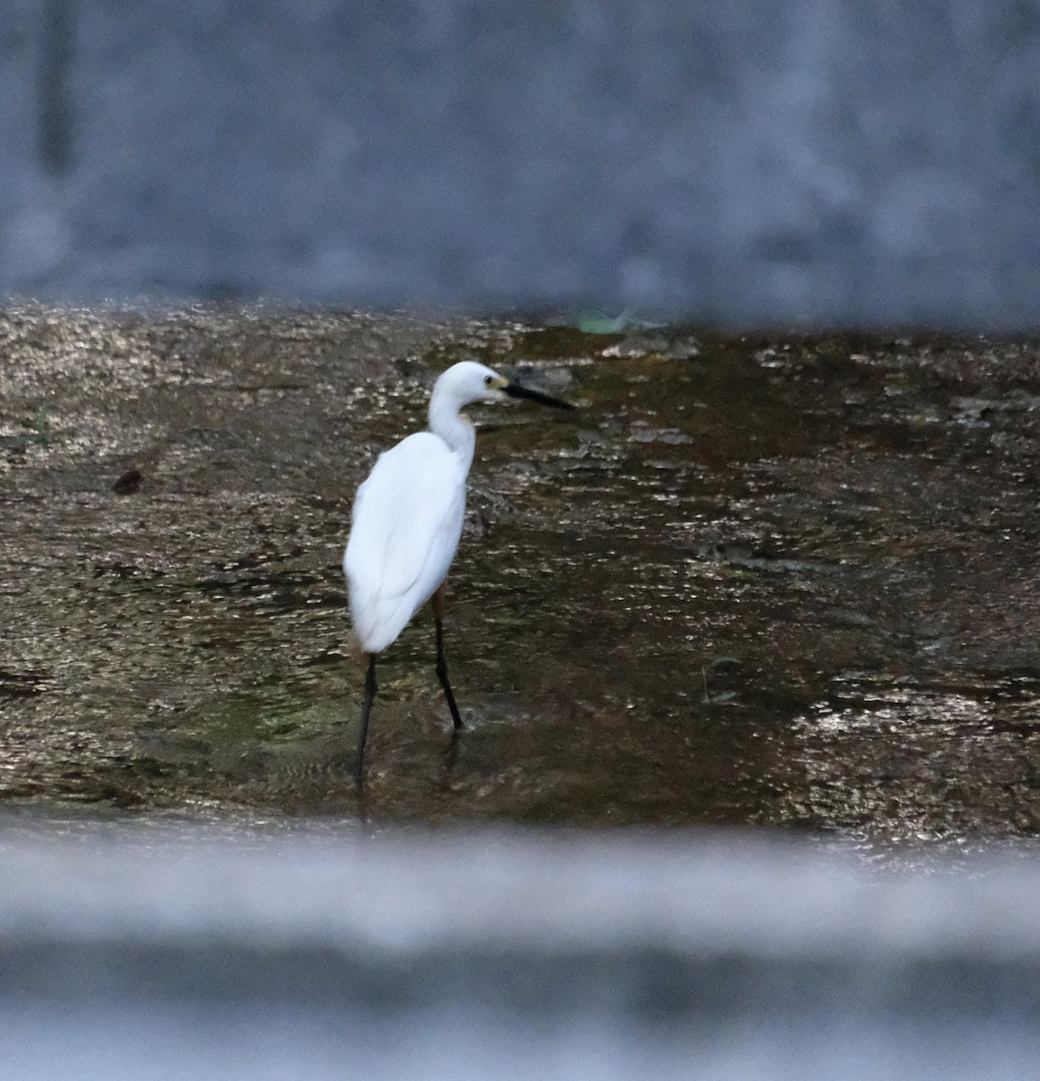 volavka stříbřitá - ML644903241