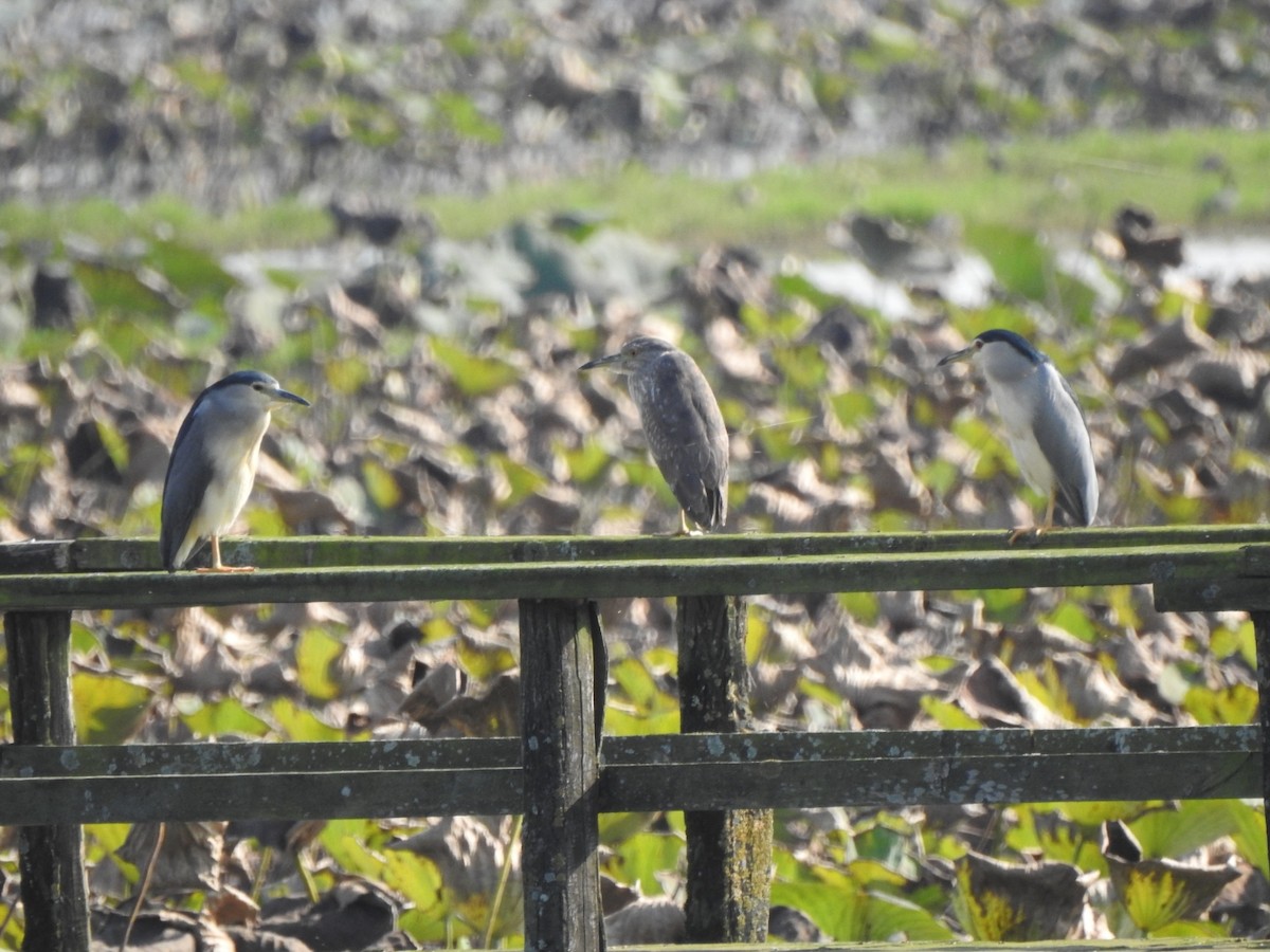 Black-crowned Night Heron - ML644903249