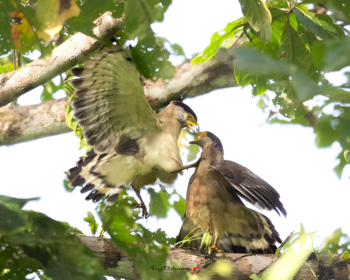 Nicobar Serpent-Eagle - ML644903250