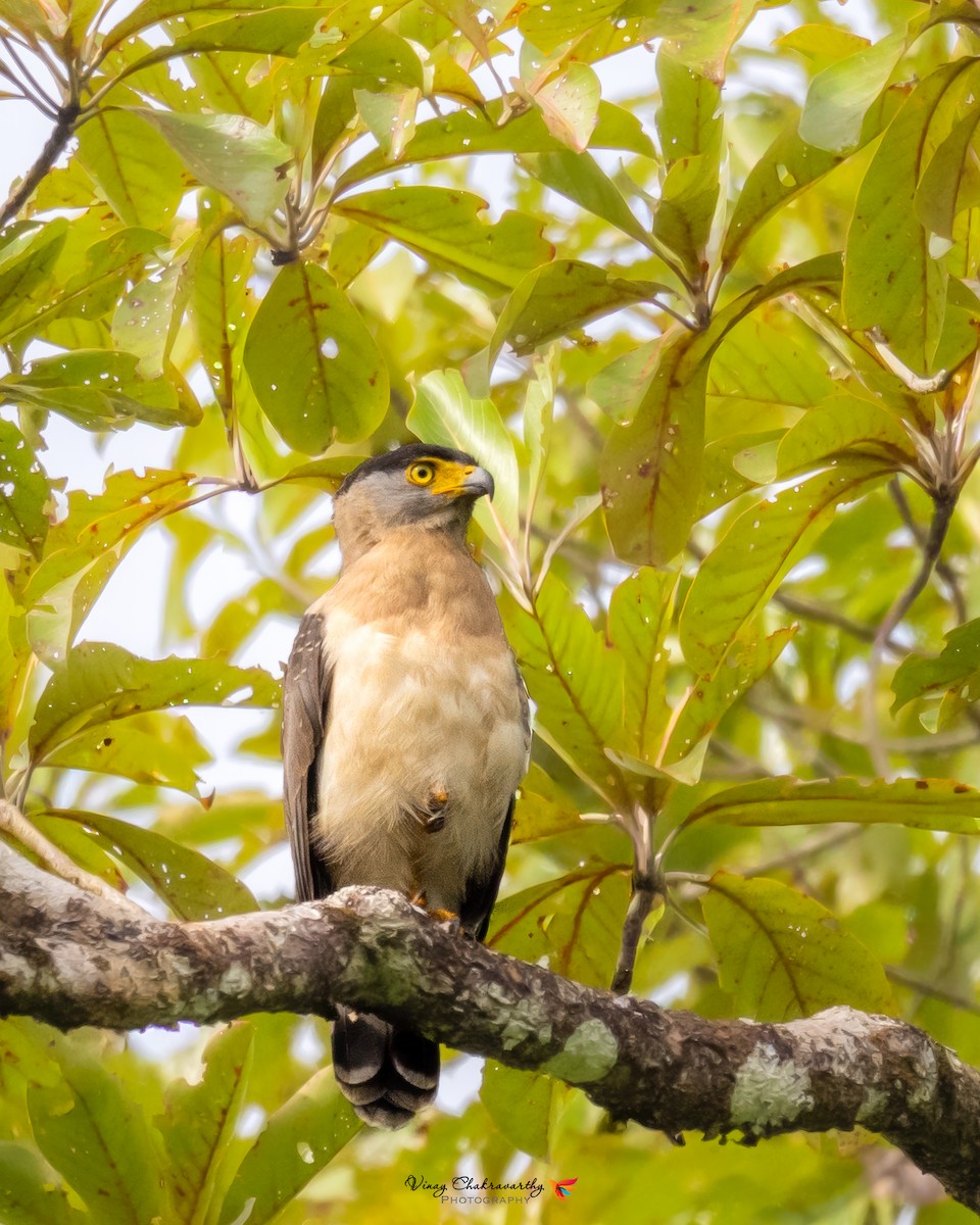 Nicobar Serpent-Eagle - ML644903251