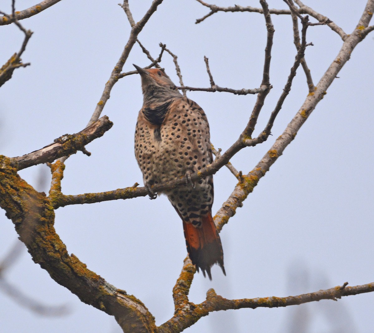 Altın Ağaçkakan [cafer grubu] - ML644903255