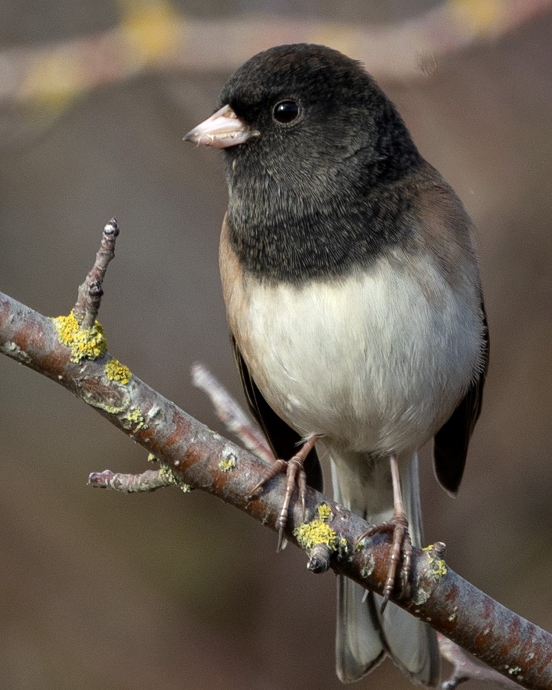 Dark-eyed Junco - ML644903264
