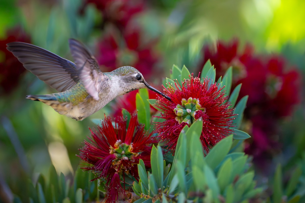 Anna's Hummingbird - ML644903265