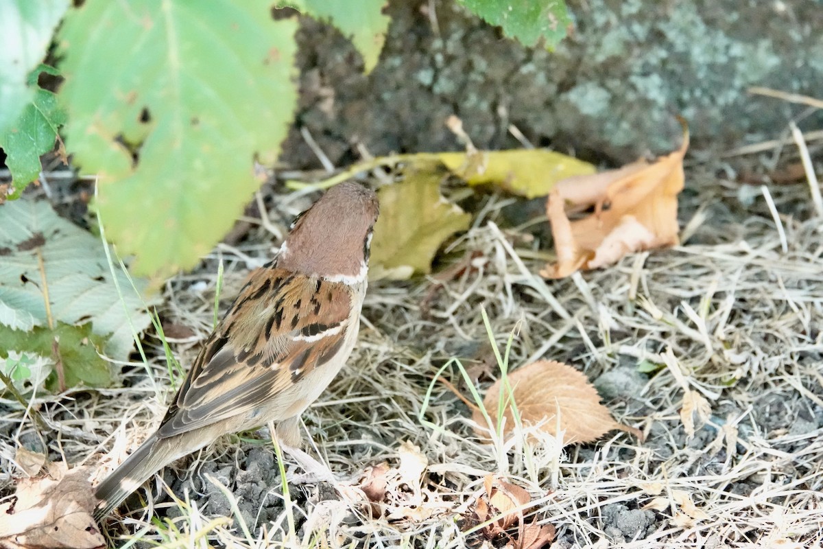 Eurasian Tree Sparrow - ML644903272