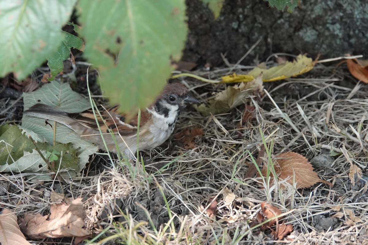 Eurasian Tree Sparrow - ML644903273
