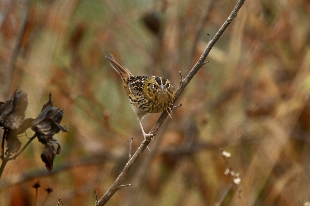 Henslow's Sparrow - ML644903277