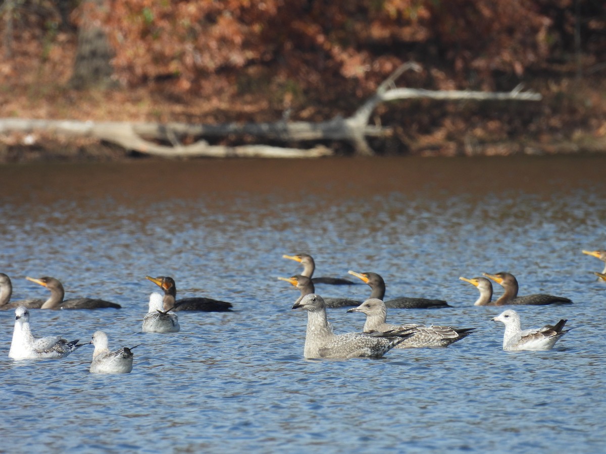 Мартин американський - ML644903280