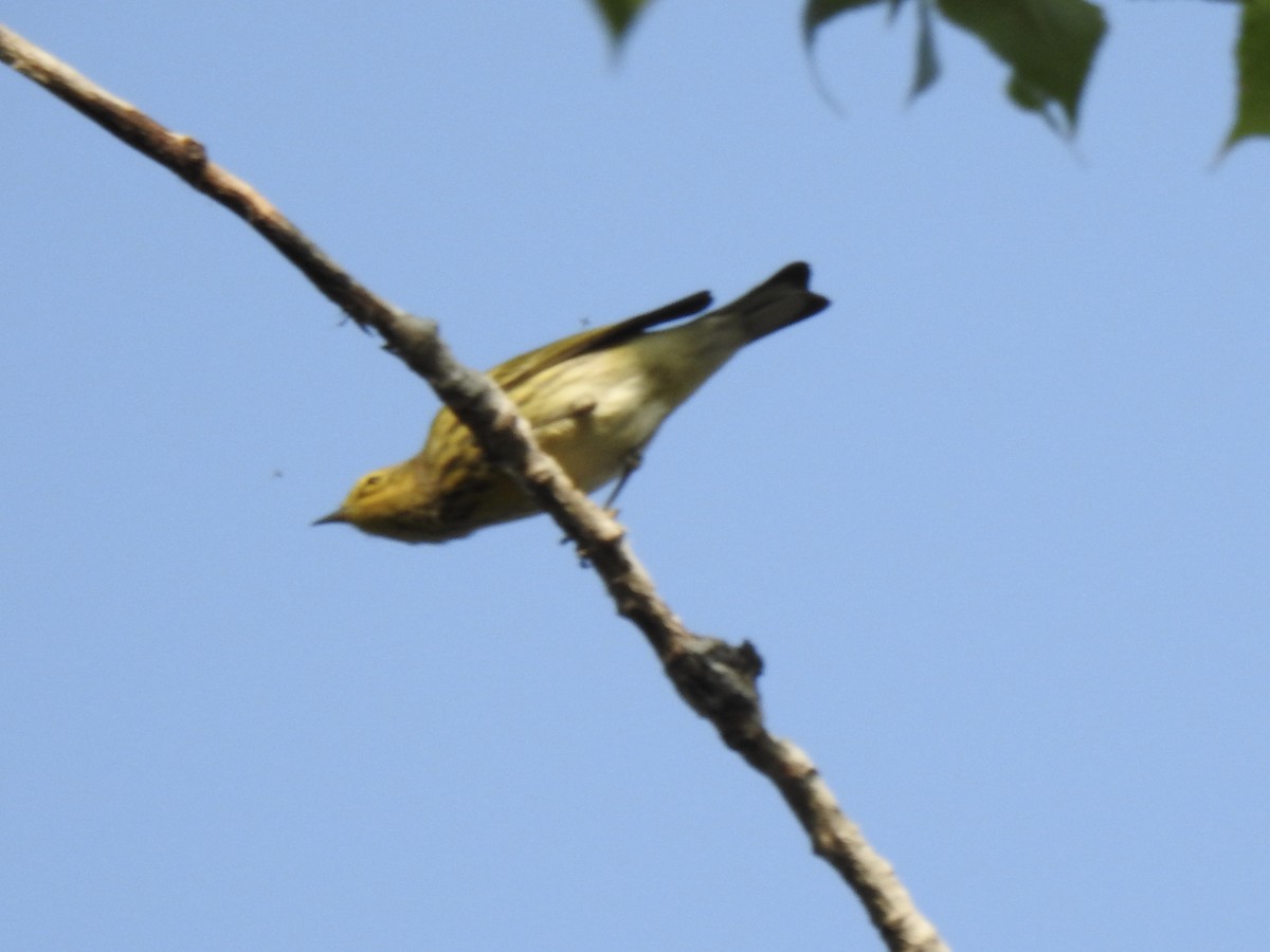 Cape May Warbler - ML644903292