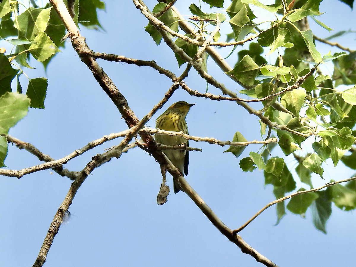 Cape May Warbler - ML644903293