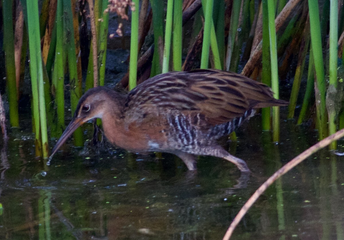 King Rail - ML644903299