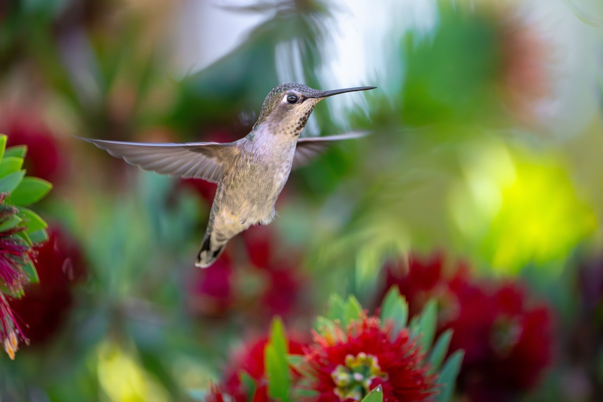 Anna's Hummingbird - ML644903300