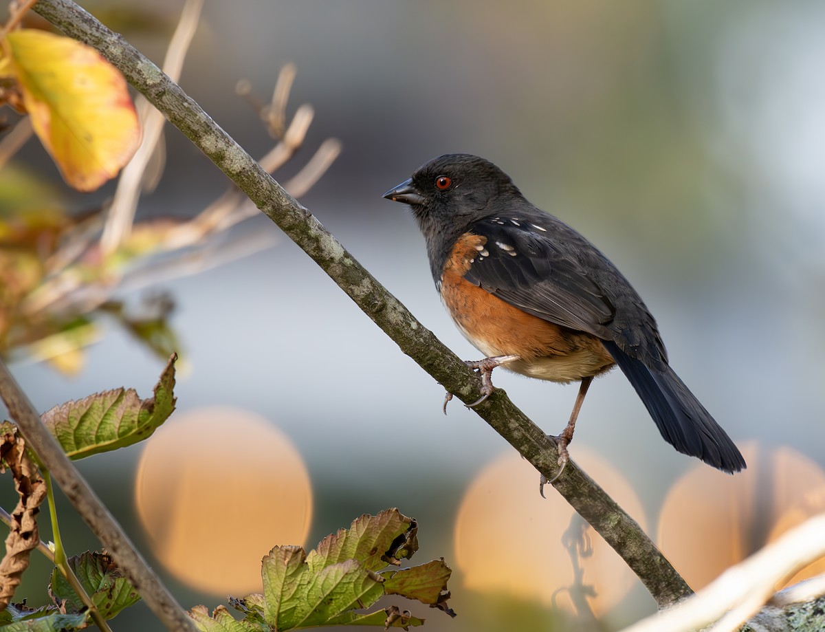 Spotted Towhee - ML644903311