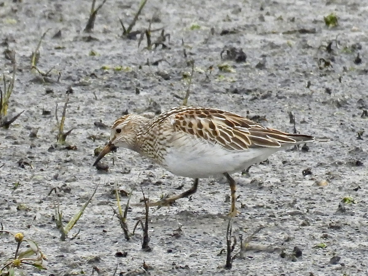 jespák skvrnitý - ML644903337