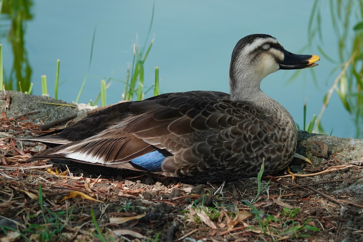 Eastern Spot-billed Duck - ML644903345
