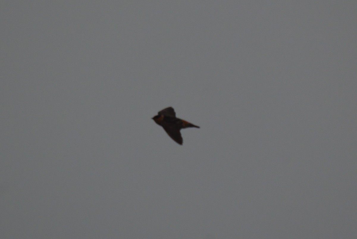 Cave Swallow - ML644903347