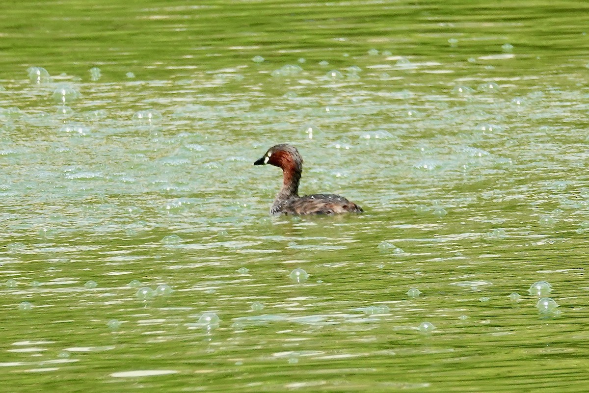 Little Grebe - ML644903348