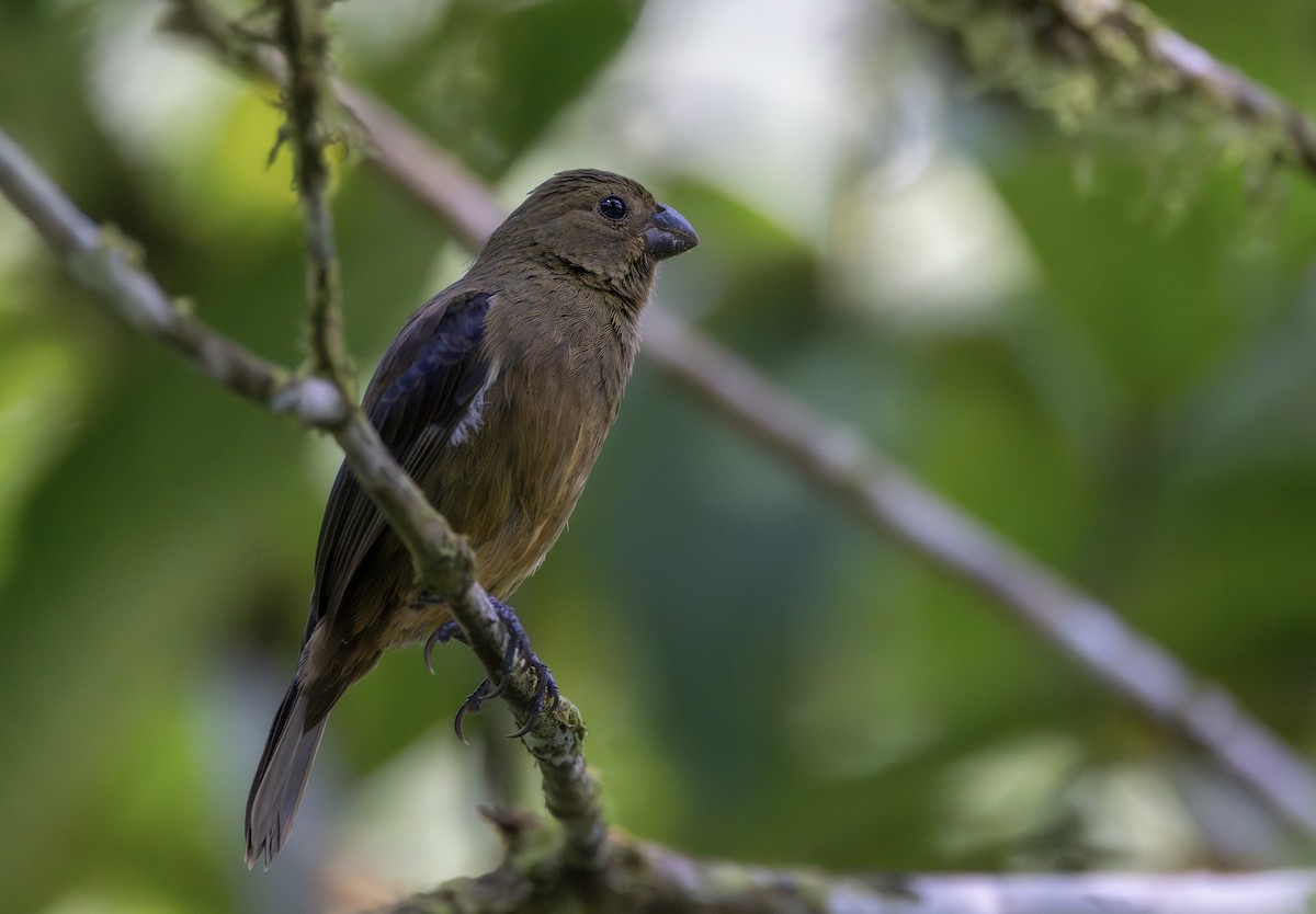 Variable Seedeater - ML644903353