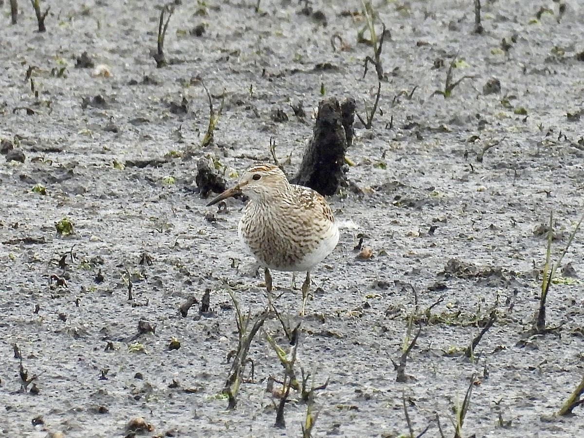 jespák skvrnitý - ML644903354