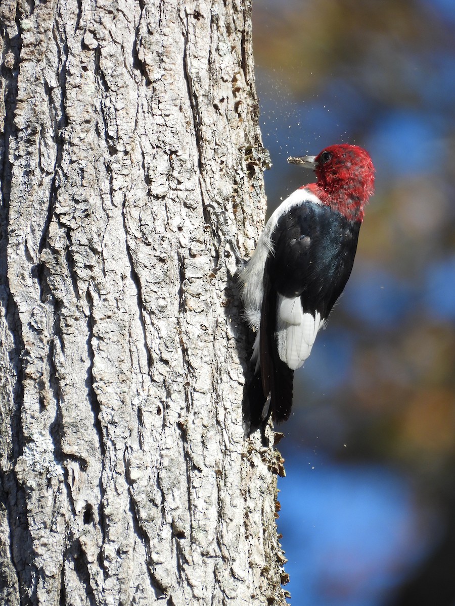 ズアカキツツキ - ML644903355