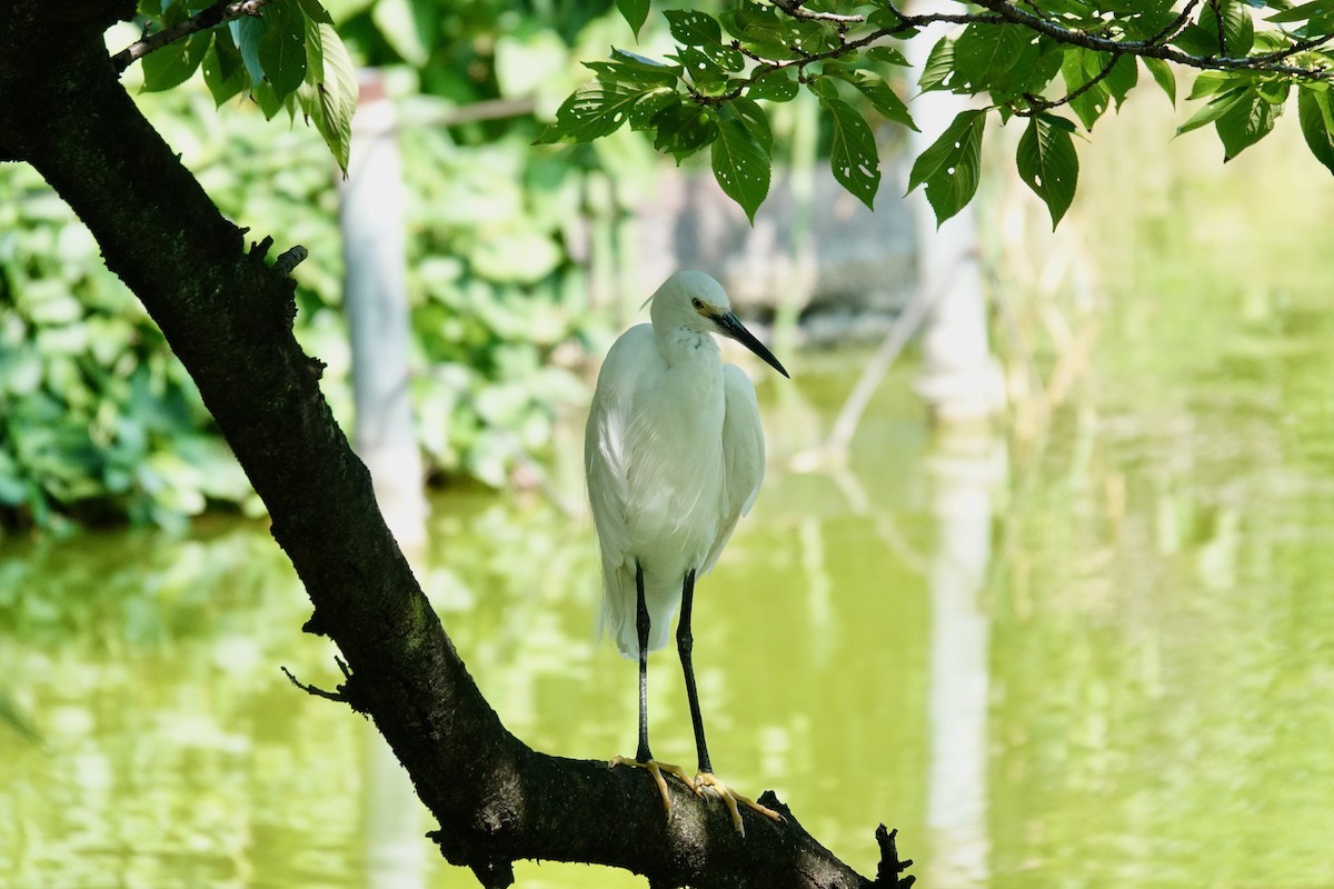 Little Egret - ML644903358
