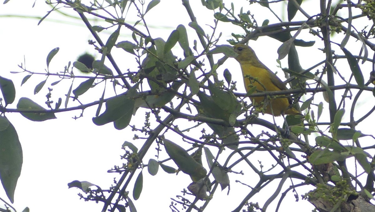 Orange-crowned Euphonia - ML644903368