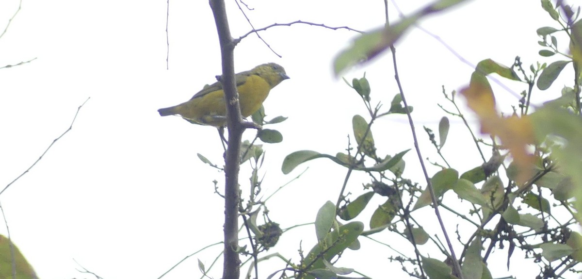 Orange-crowned Euphonia - ML644903369