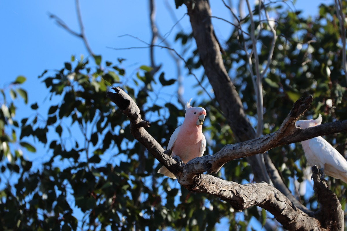 Какаду инка - ML644903388