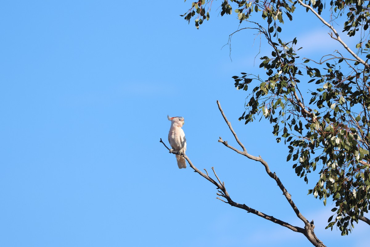 Какаду инка - ML644903389