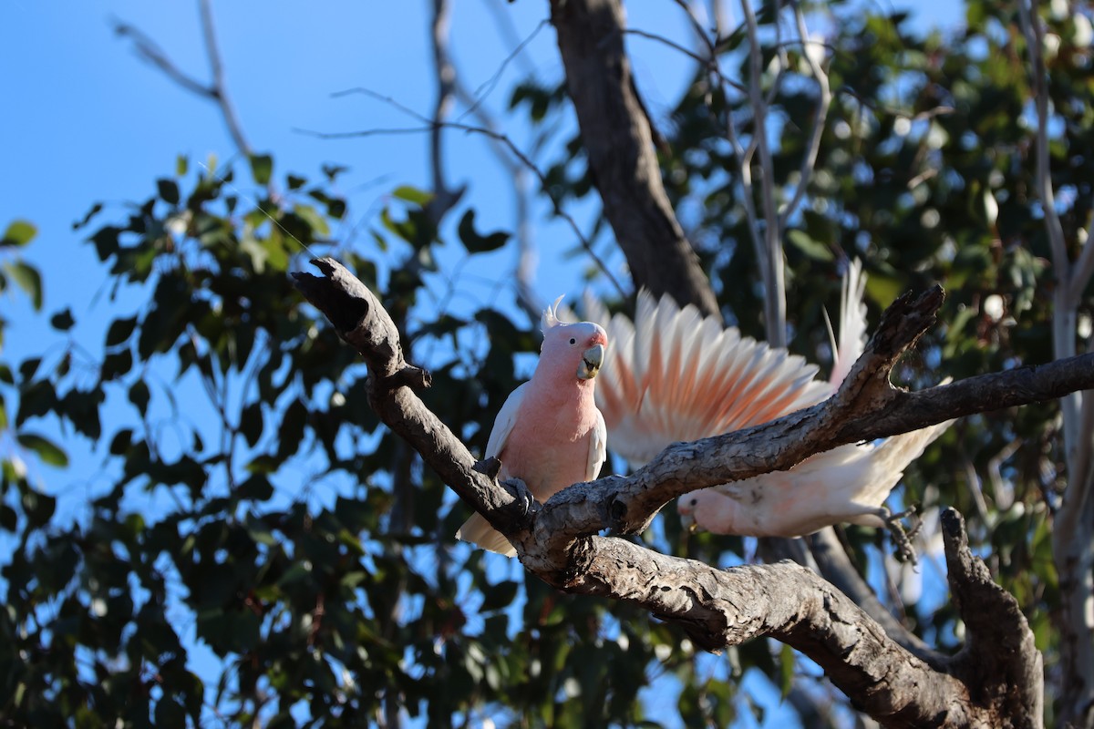 Какаду инка - ML644903390