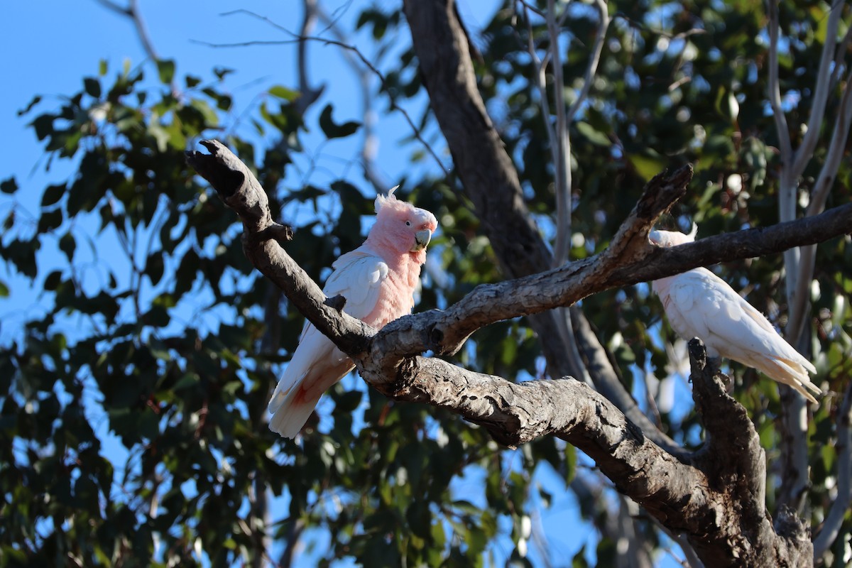 Какаду инка - ML644903391