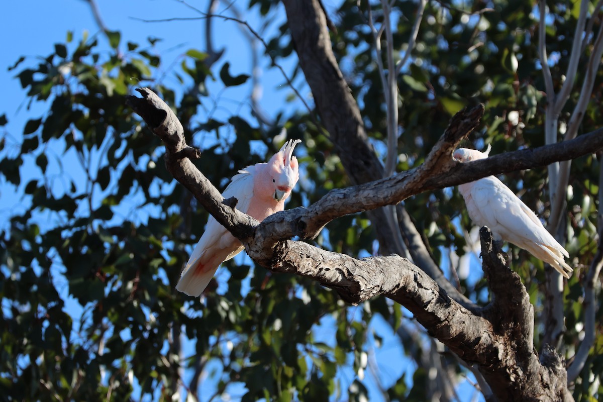 Какаду инка - ML644903393