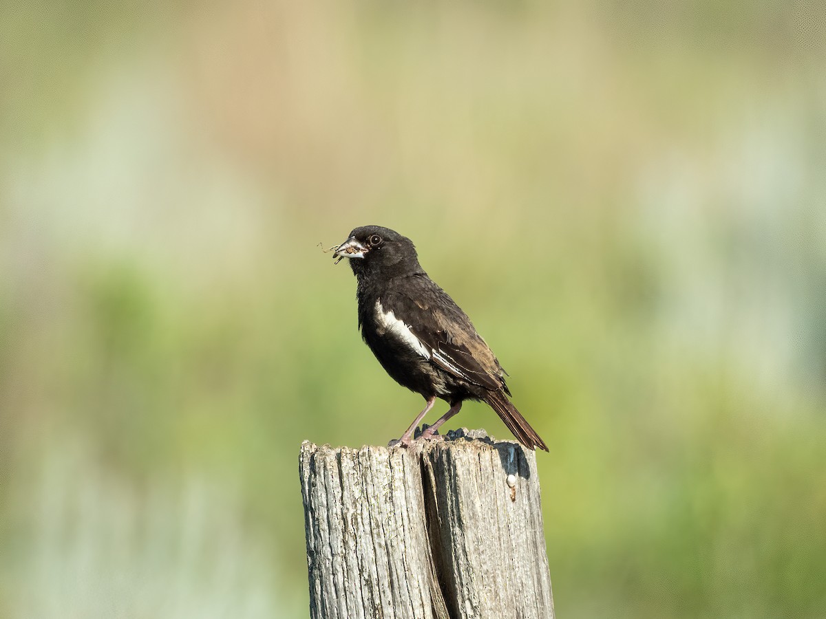 Lark Bunting - ML644903401