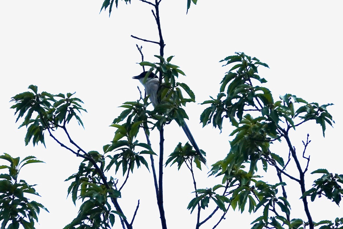 Azure-winged Magpie - ML644903402