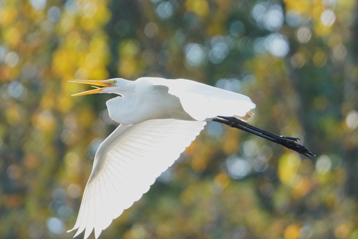 Большая белая цапля - ML644903407