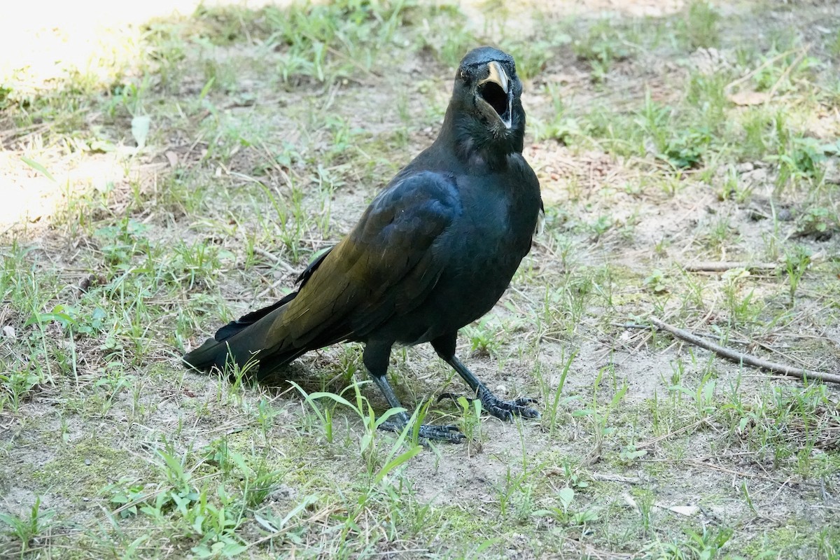 Большеклювая ворона - ML644903408