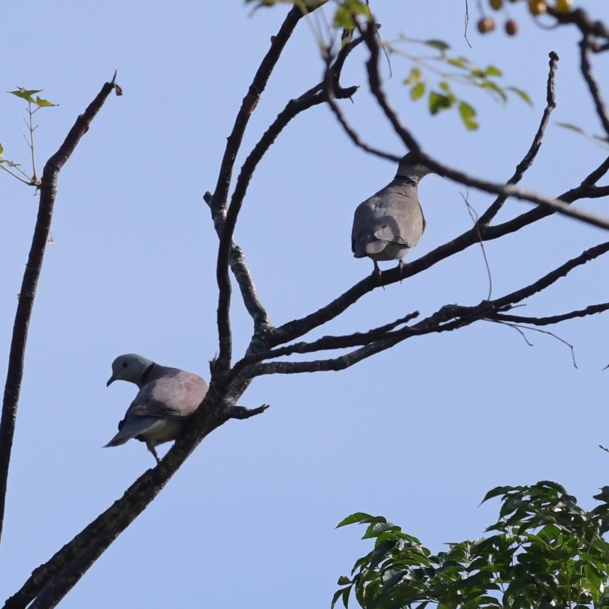 Короткохвостая горлица - ML644903411